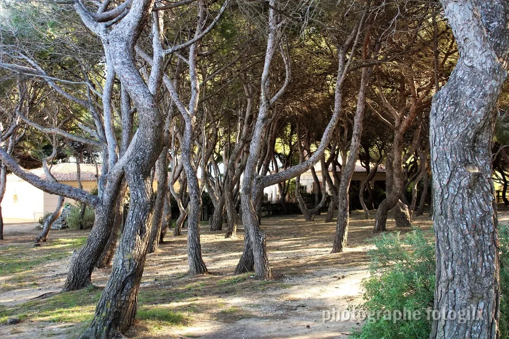 nature var