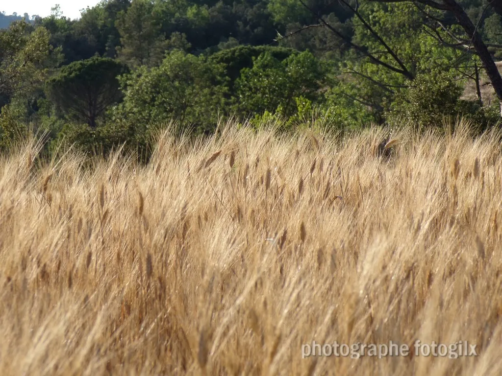 nature var