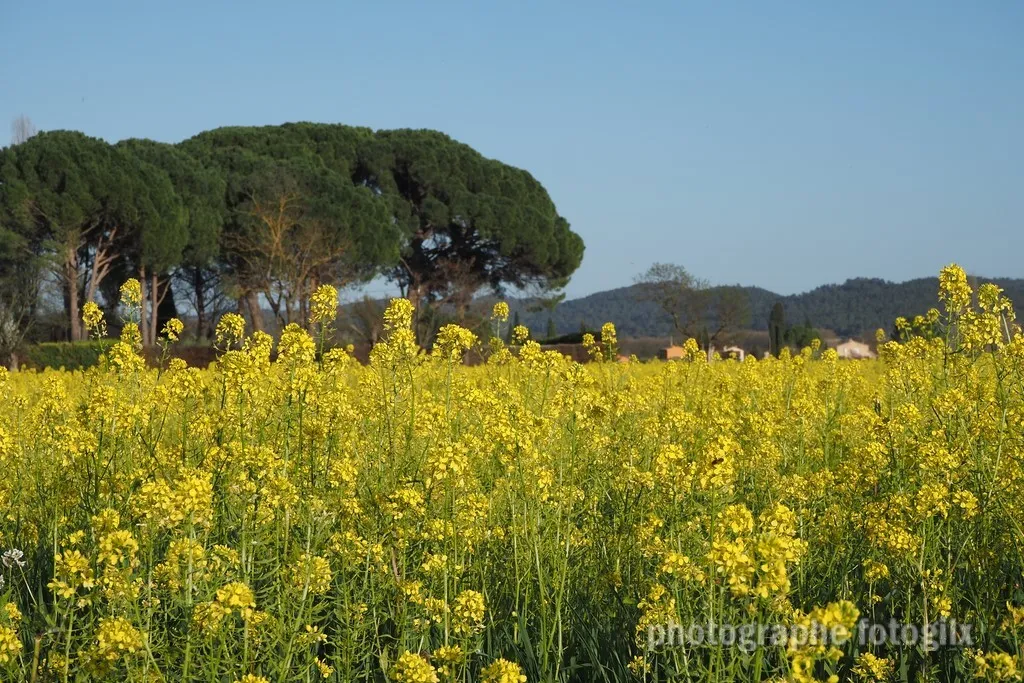 nature var