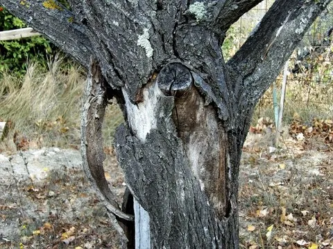 nature var