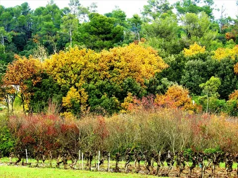 automne var