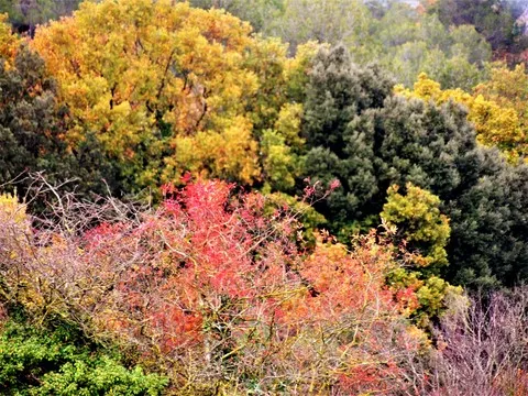 automne var