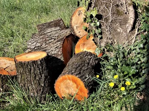 nature var