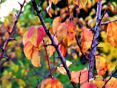 automne var