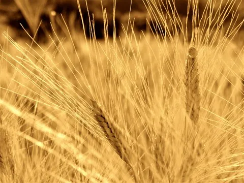 automne var