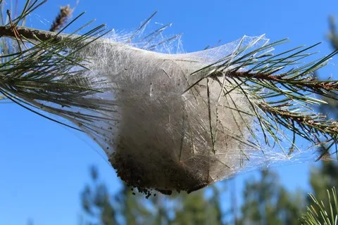 nature var