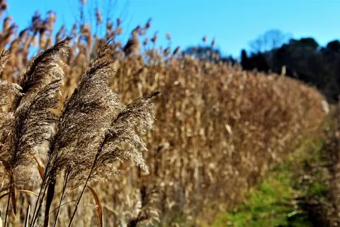 automne var