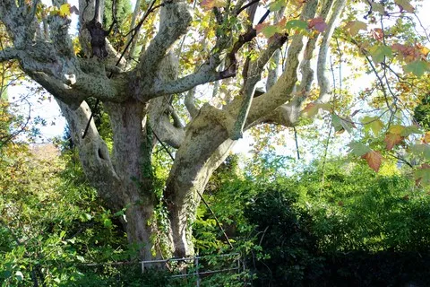 nature var