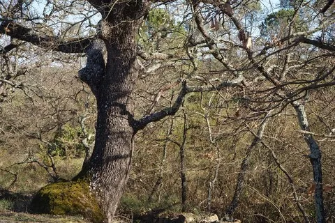 nature var
