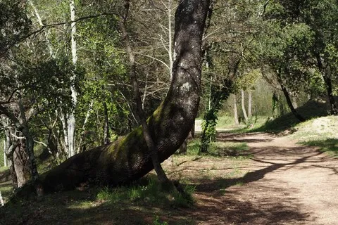 nature var