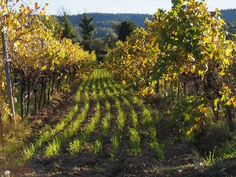 nature var